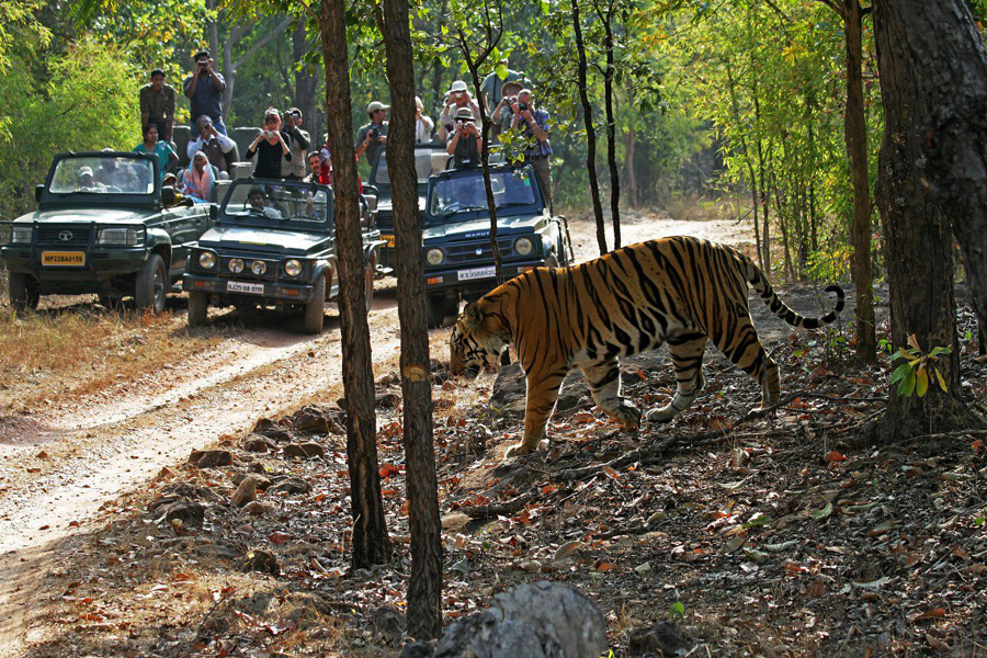Tigers and Traditions in Luxury